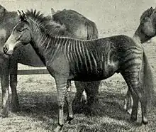 A zorse in an 1899 photograph, "Romulus: one year old", from J. C. Ewart's "The Penycuik Experiments"