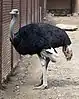 Ostrich