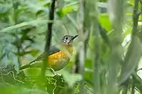 Photo of a dark-backed, orange-bellied bird standing on the ground