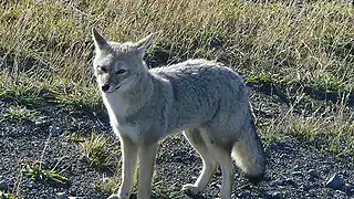 Gray canine in grass