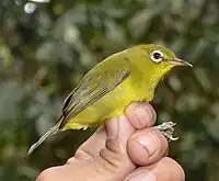 Photo of a yellowish-olive bird with a white eye-ring being held by its feet