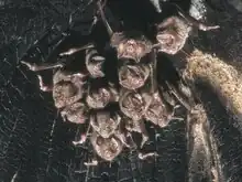 The image depicts a colony of vampire bats hanging from a tree.