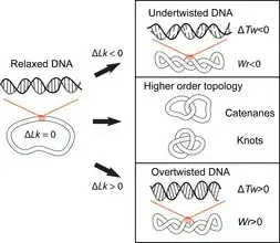 Illustration showing relaxed circular DNA and how increases or decreases in the linking number result in changes in the twist and writhe parameters of the DNA in addition to an illustration of DNA knotting and catenation.