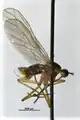 Empis trigramma