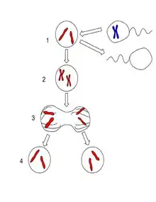 There are four stages in the reproduction of the Amazon molly. In the first step, there is a diploid cell that is activated by a sperm cell but does not incorporate the genetic makeup of the sperm. The second step shows the copying of the two single chromosomes to make two doubled chromosomes. In the third step, the two chromosomes are being pulled apart to opposite sides of the cell. In the fourth and final step, there are two daughter cells, each with two single chromosomes, an exact replica of the mother cell.