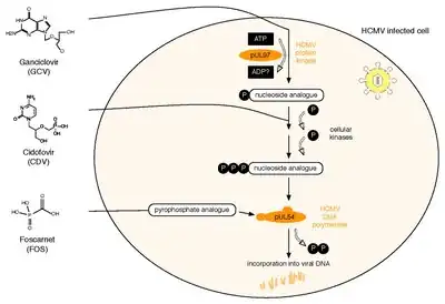 Antiviral mechanisms of HCMV drugs.