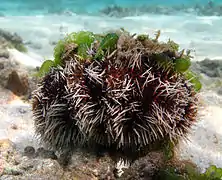 Tripneustes gratilla