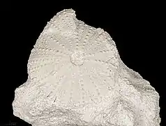 Fossil of Tripneustes parkinsoni.