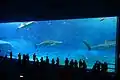 Okinawa Churaumi Aquarium