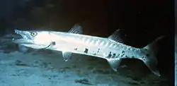 Large solitary Baraccudas can often be seen swimming inside Cobblers Reef not far from the swimming beaches.