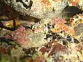 Nudibranch Glossodoris cinta