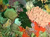 Reef assemblage