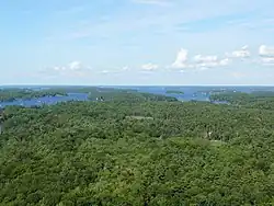 A low-lying forest